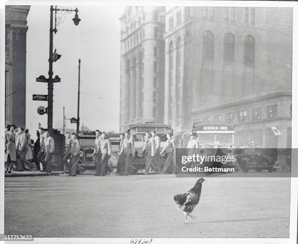 Why Does the Chicken Cross the Road? Newark, New Jersey: The answer to that one is easy. Why does a Rhode Island Red hen cross busy Broad Street and...
