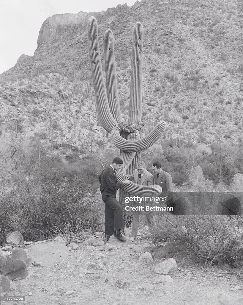 Football Players Inspecting Cactus