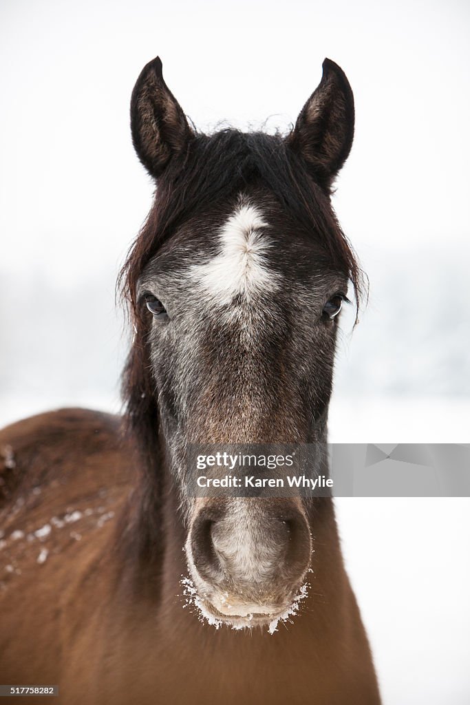 Horse in the Snow