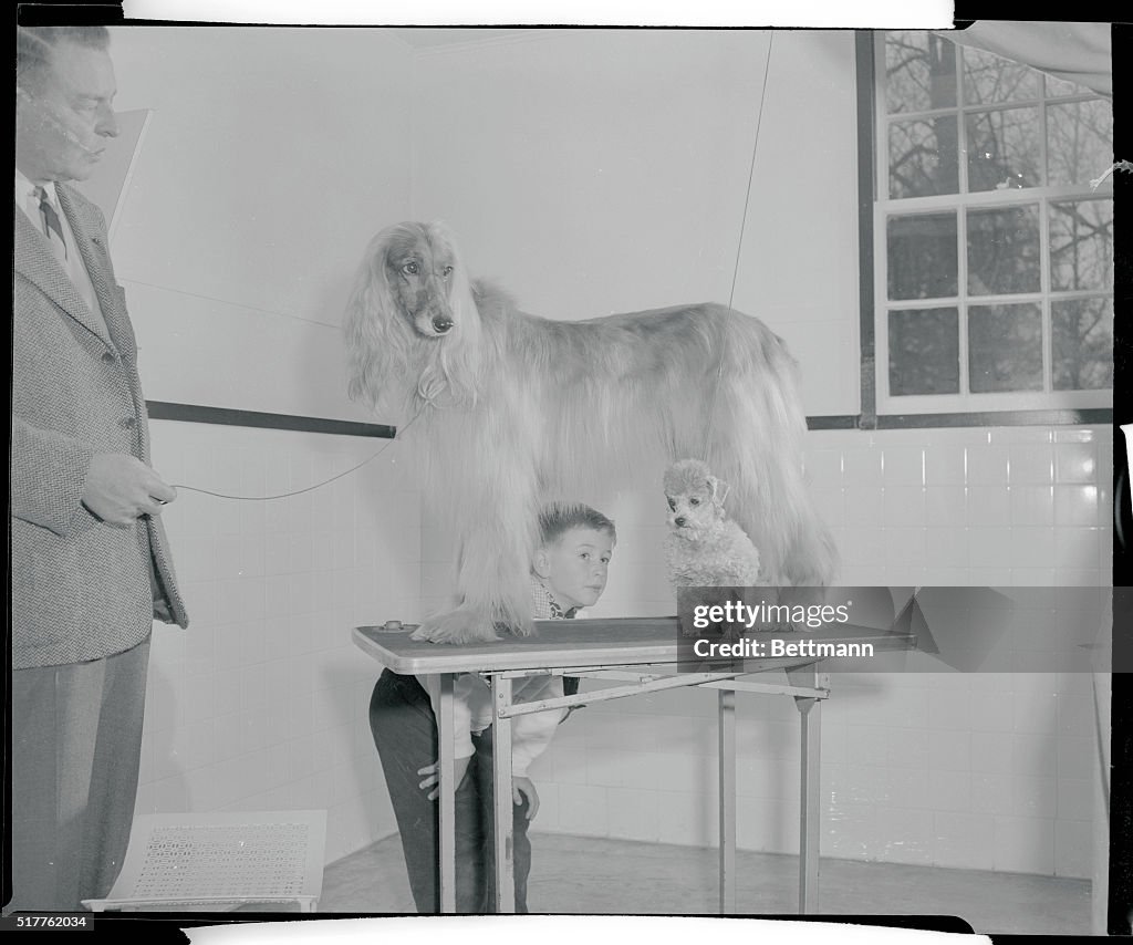 Young People Looking at Two Dogs