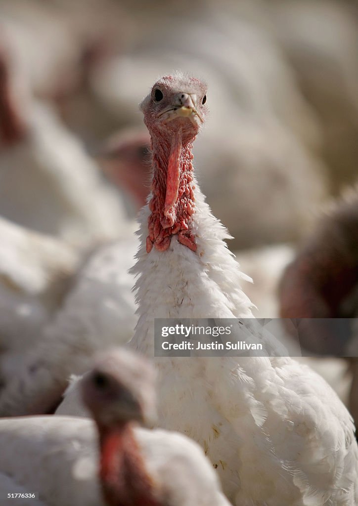 Turkey Farm Prepares For Thanksgiving