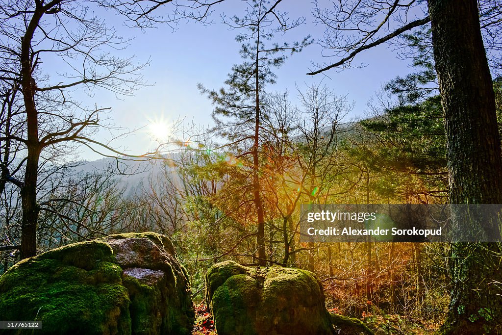 Forrest Front Beauty Of Spring Forest With Moss And Sun Front View France High-Res ...
