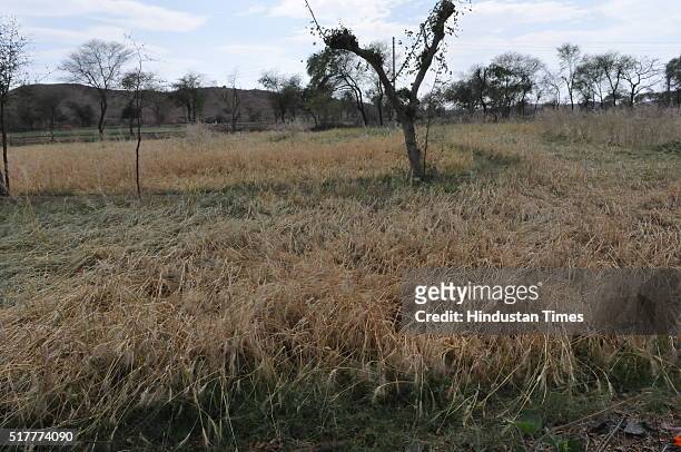 Wheat crop damaged by hailstorm near Jatara village on March 17, 2016 in Tikamgarh district, India. The already serious agro-ecological crisis in...