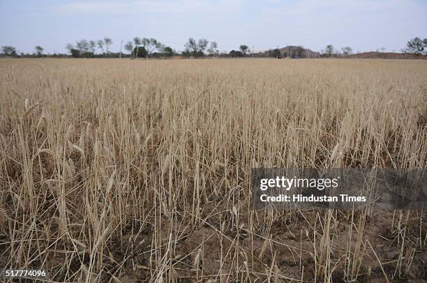 Wheat crop damaged by hailstorm near Jatara village on March 17, 2016 in Tikamgarh district, India. The already serious agro-ecological crisis in...