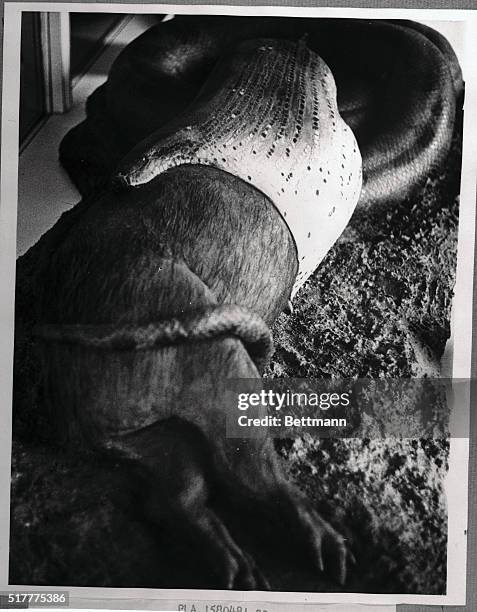 An anaconda swallows a pig- one of the many vivid and startling displays at the Senckenberg Natural History Museum.