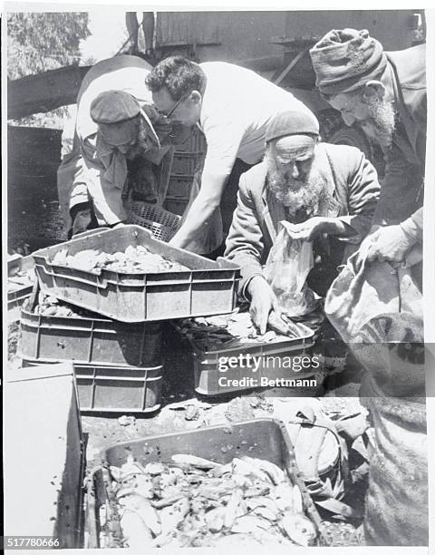 Israel: elderly Orthodox Jews who work on the kibbutz pick out fish to take home from a huge catch. Kfar Rupin breeds and stocks fish in lakes on the...