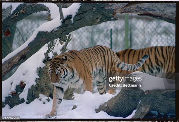 Pittsburgh, Pa.: Sacha, a female Siberian tiger makes a stroll in the teen temperatures with a wind chill factor near zero in her natural setting of...