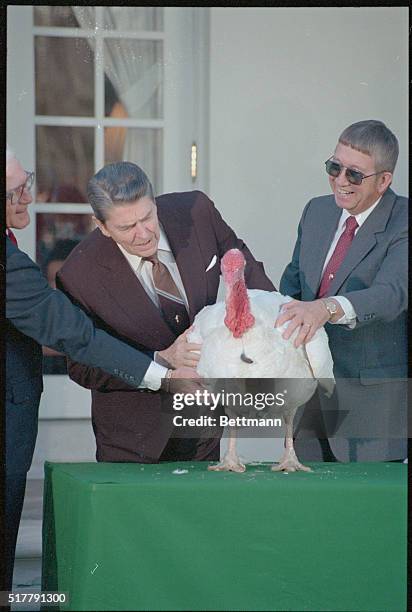 Washington: President Reagan takes a close look at "Woody," a 50 pound turkey, in the Rose Garden of the White House, November 18th. The turkey will...