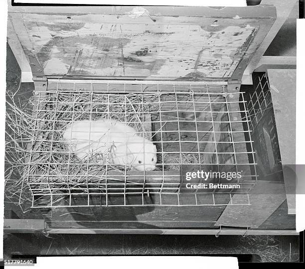 Many new strains of mink, such as this Aleutian white one, have been bred at the Northwood Farm. A breed called black sapphire was started recently...