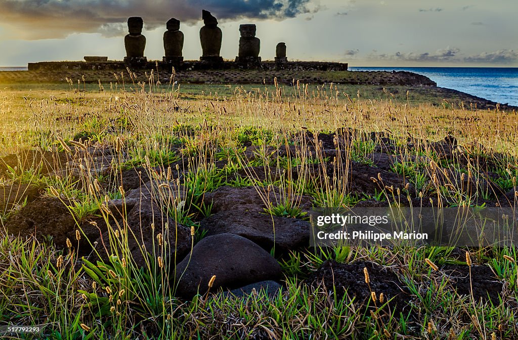Moai statue and grasses of Easter Island at sunset
