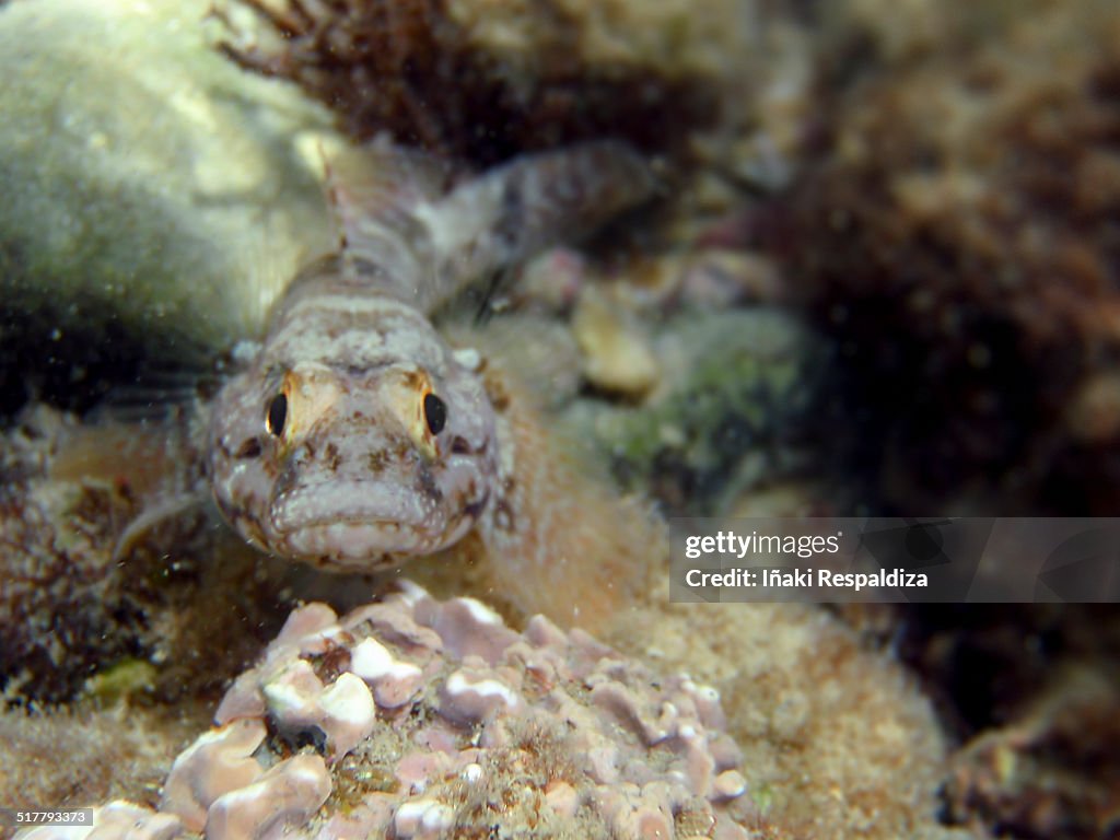 Giant goby