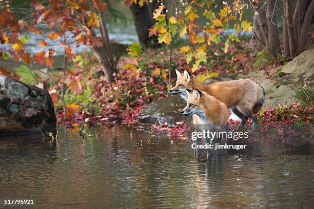 red fox pair on lakes edge. - fox winter jackets stock pictures, royalty-free photos & images