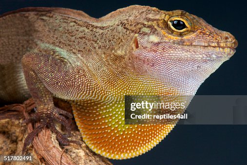 Crested anole / Anolis cristatellus Crested anole / Anolis cristatellus