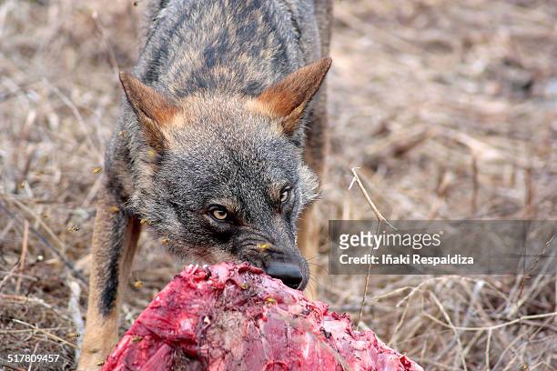 iberian wolf eating - iñaki respaldiza stock-fotos und bilder
