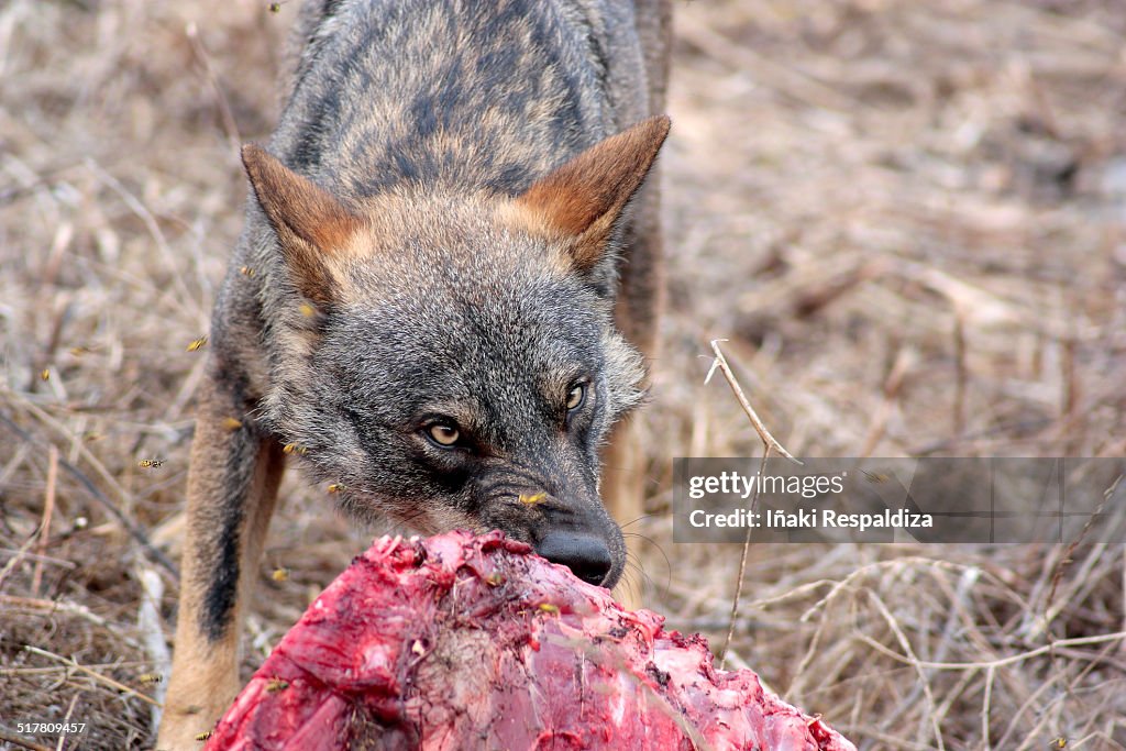 Iberian Wolf eating