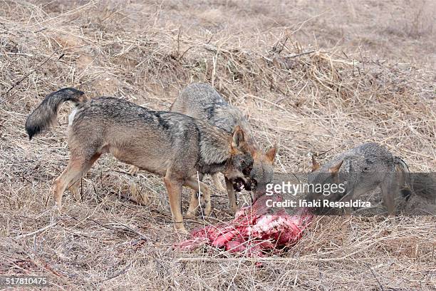iberian wolves in dominance display over prey - iñaki respaldiza stock-fotos und bilder
