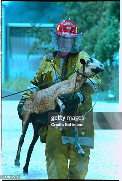 Pearland, Texas: Rescuing a goat from fire, Pearland fire fighter Mark Pridgen carries a large goat from area of huge chemical fire and explosion in...