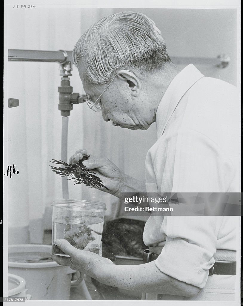 Emperor Hirohito Examining Seaweed