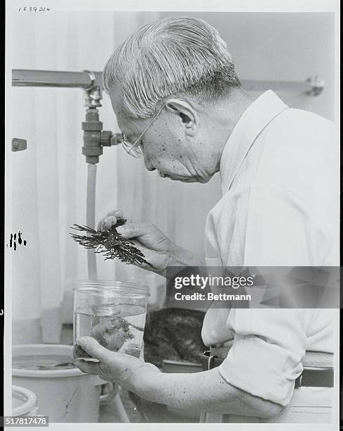 Tokyo, Japan: Emperor Hirohito studies seaweeds at the Susaki Imperial Villa, 100 miles south of Tokyo recently. The world's longest reigning monarch...