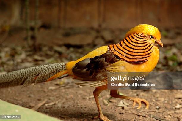 golden pheasant - iñaki respaldiza foto e immagini stock