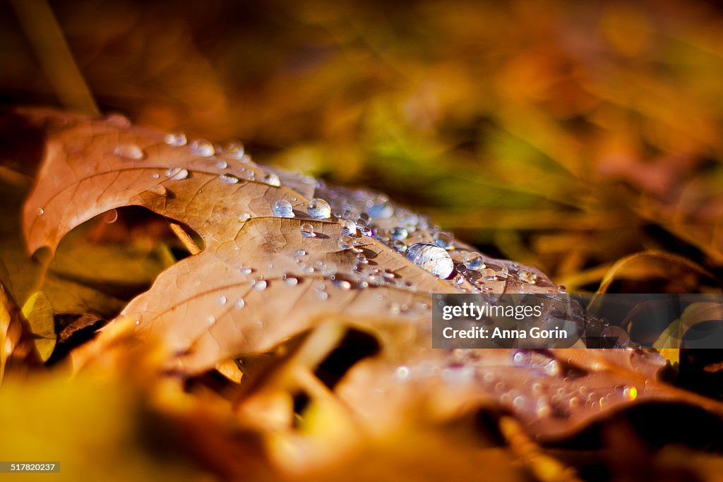 Dry autumn leaf covered with raindrops, closeup