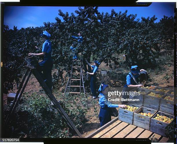 Photo shows girls picking peaches on Women's Land Army.