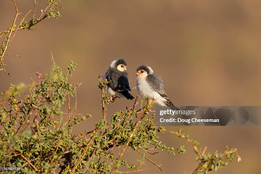 Pygmy Falcons