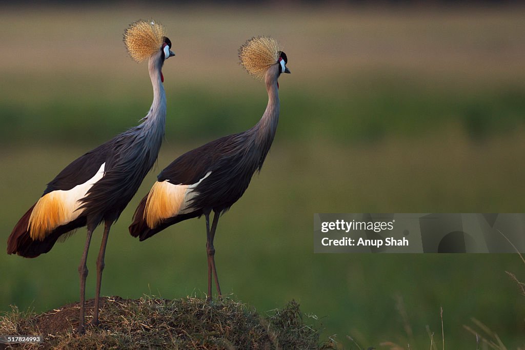 Grey crowned-crane pair
