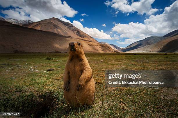 marmots at pangong lake - marmota stock-fotos und bilder