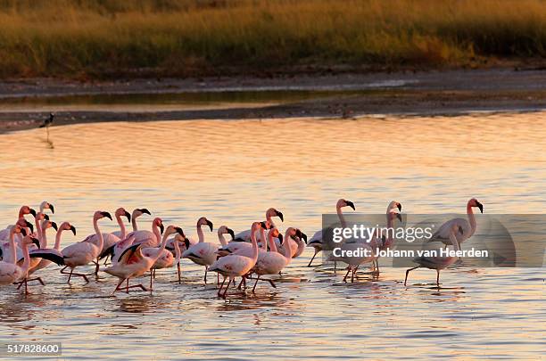 pink dawn - etosha nationaal park stockfoto's en -beelden