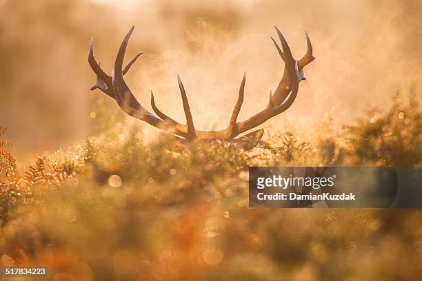 red deer (cervus elaphus) - rutting stock-fotos und bilder