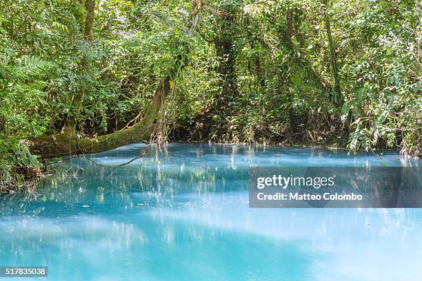 rio celeste river in the green forest of  costa rica - parque nacional volcán tenorio fotografías e imágenes de stock