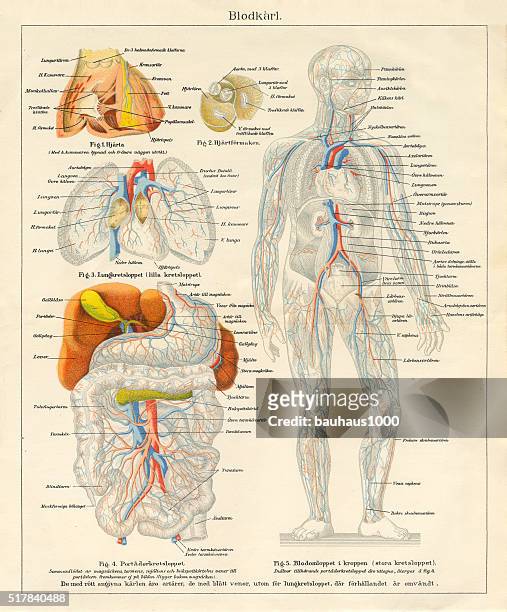 human body nervous and blood flow system diagram engraving - cardiovascular system stock illustrations stock illustrations