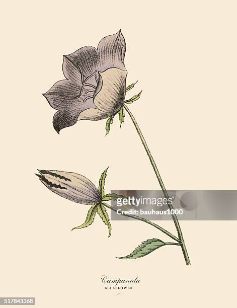 ilustrações, clipart, desenhos animados e ícones de campânula ou bellflower planta, ilustração botânico de victoria - campanula liliaceae