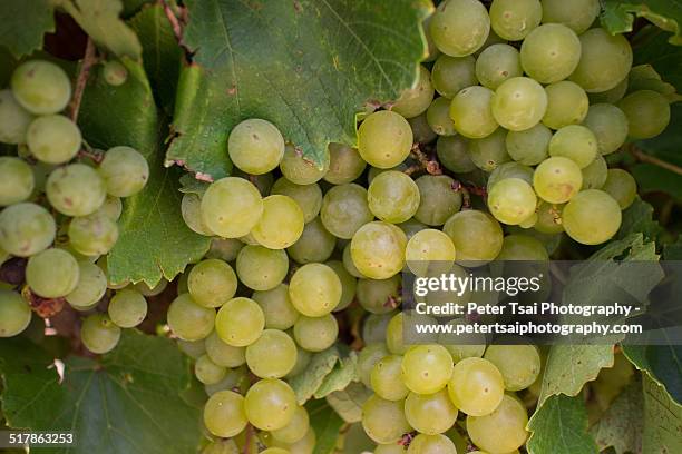 wine harvest - texas winery stock pictures, royalty-free photos & images