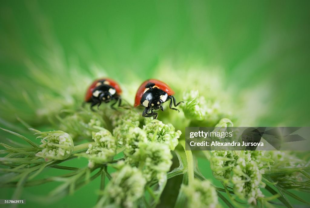 Ladybugs