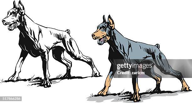 ilustrações de stock, clip art, desenhos animados e ícones de doberman pinscher - doberman pinscher