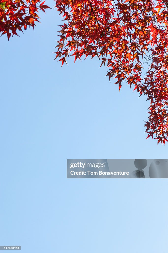 Japanese Acer/Maple leaves in Autumn