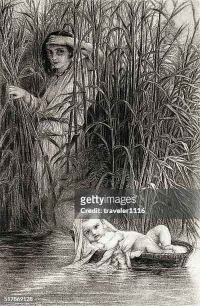 moses among the reeds - reed grass family stock illustrations
