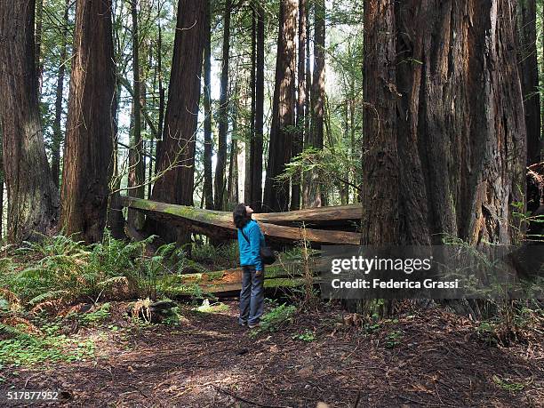 woman looking up at tall redwood, humboldt redwoods state park, california - humboldt redwoods state park 個照片及圖片檔