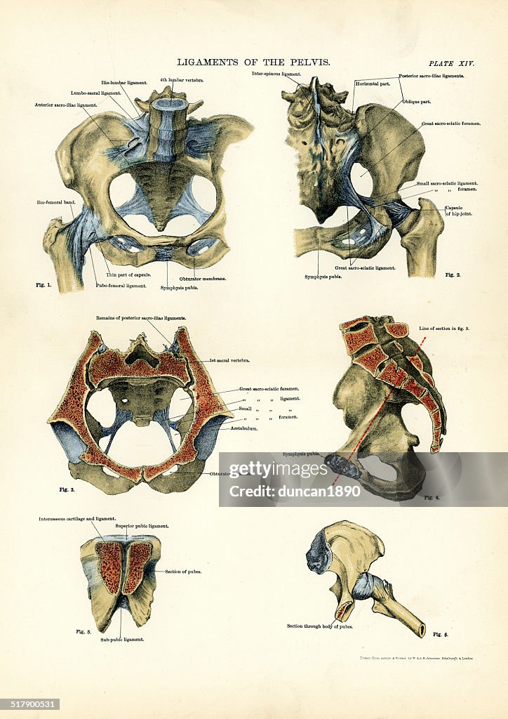 Pelve Human Anatomy Ligaments Of The Pelvis High-Res Vector Graphic - Getty ...