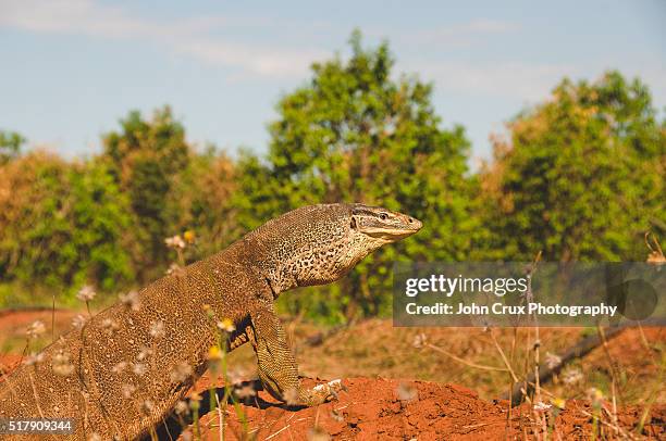 kununurra goanna lizard - monitor lizard kimberley stock pictures, royalty-free photos & images