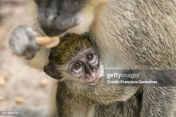 baby monkey breastfeeding - gambia stock pictures, royalty-free photos & images