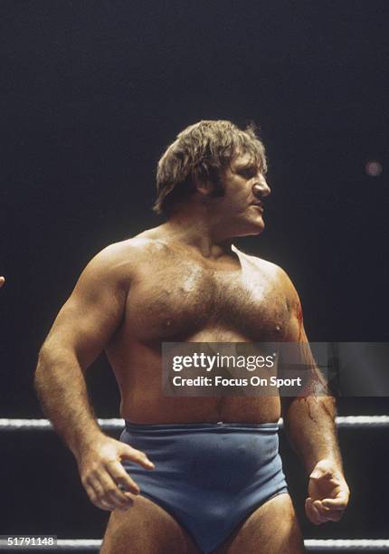 Bruno Sammartino a professional wrestler looks to his opponent in the ring. Sammartino held the World Wrestling Federation Championship for more than...