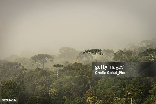 araucaria foresta - albero secolare foto e immagini stock