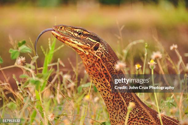 lizard tongue - monitor lizard kimberley stock pictures, royalty-free photos & images