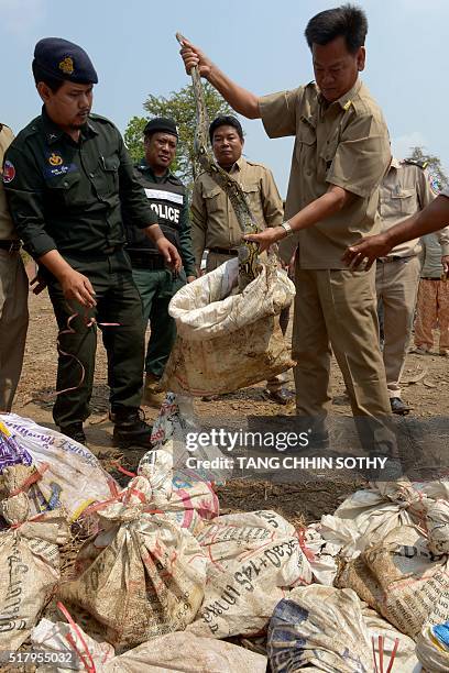 Cambodia Python Cambodia Python Photos and Premium High Res Pictures - Getty Images