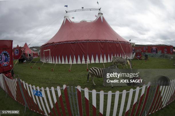 Picture taken on March 26, 2016 shows a zebra in an enclosure at the Zavatta Circus in Pont-Audemer.