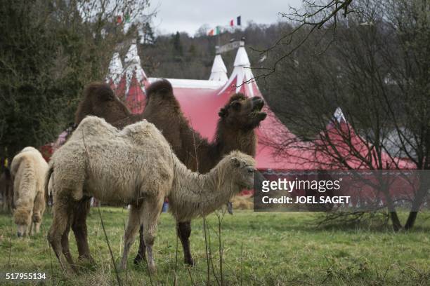Picture taken on March 26, 2016 shows camels at the Zavatta Circus in Pont-Audemer.
