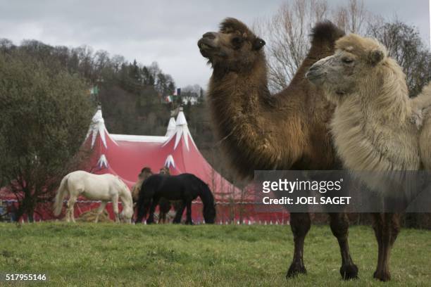 Picture taken on March 26, 2016 shows camels and horses at the Zavatta Circus in Pont-Audemer.